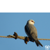 گونه کورکور بال سیاه Black-winged Kite